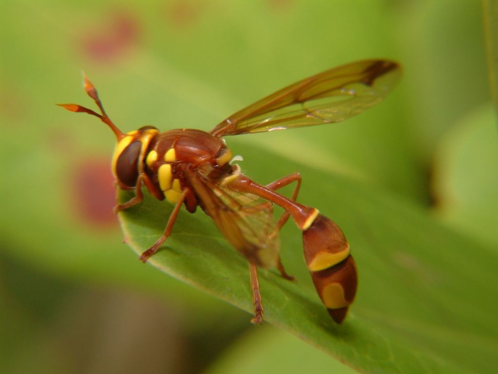Monoceromyia eumenioides