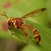 Monoceromyia eumenioides - Photo (c) Yuwaraj Gurjar,  זכויות יוצרים חלקיות (CC BY-NC), uploaded by Yuwaraj Gurjar