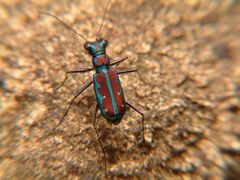 Jansenia azureocincta