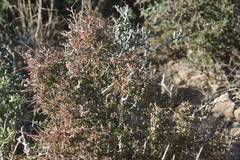 Flueggea verrucosa