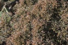 Flueggea verrucosa