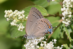 Satyrium edwardsii