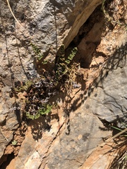 Oeosporangium