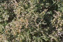 Flueggea verrucosa