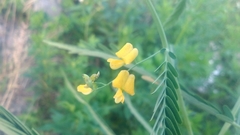 Sesbania cannabina