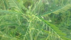 Sesbania cannabina