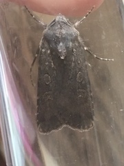 Agrotis segetum