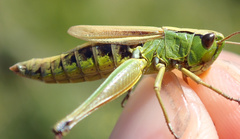 Pseudochorthippus montanus