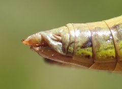 Pseudochorthippus montanus