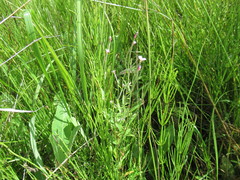 Epilobium fastigiato-ramosum