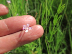 Epilobium fastigiato-ramosum