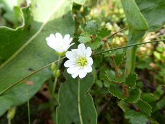 Cerastium krylovii
