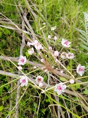 Butomus umbellatus