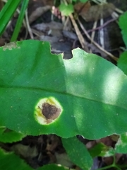 Puccinia recondita