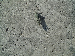 Oedipoda germanica meridionalis