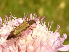 Oedemera barbara