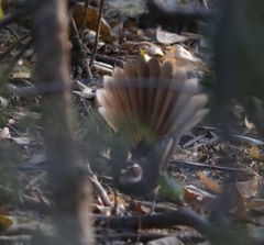 Rhipidura albogularis