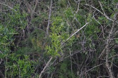 Azima tetracantha