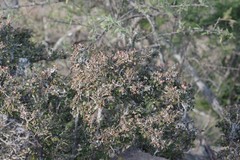 Flueggea verrucosa