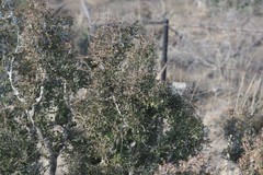 Flueggea verrucosa