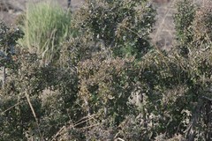 Flueggea verrucosa