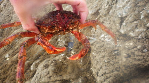 Spiny Spider Crab, photo 6 of 10