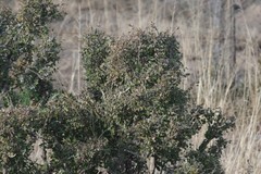 Flueggea verrucosa