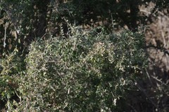 Flueggea verrucosa