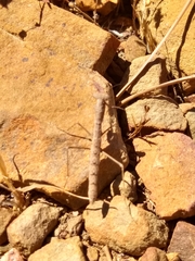Geomantis larvoides