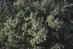 Flueggea verrucosa