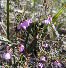 Tetratheca labillardierei