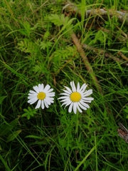 Tripleurospermum inodorum