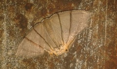 Orudiza protheclaria