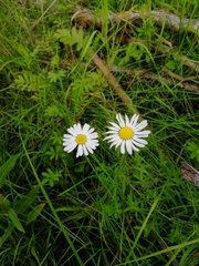 Tripleurospermum inodorum