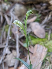 Pterostylis williamsonii
