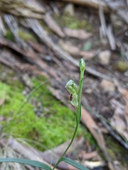 Pterostylis williamsonii