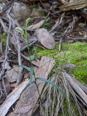 Pterostylis williamsonii