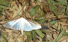 Cydalima laticostalis