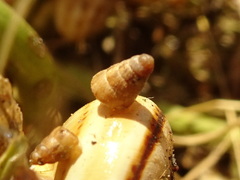 Cochlicella