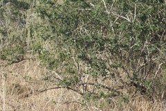 Azima tetracantha