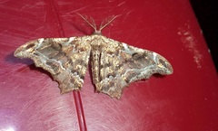 Hyposidra violescens