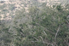Azima tetracantha