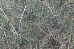 Azima tetracantha