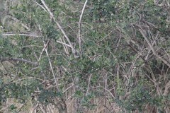 Azima tetracantha