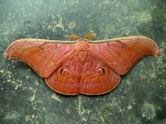 Antheraea helferi