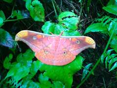 Antheraea