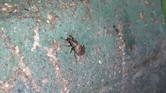 Brachyderes incanus