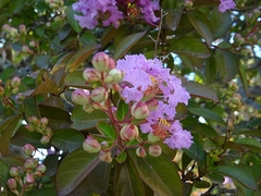 Lagerstroemia indica