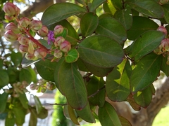 Lagerstroemia indica