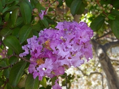 Lagerstroemia indica